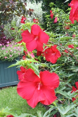 Lord Baltimore Perennial Hibiscus, Hardy Hibiscus, Hibiscus x 'Lord Baltimore'
